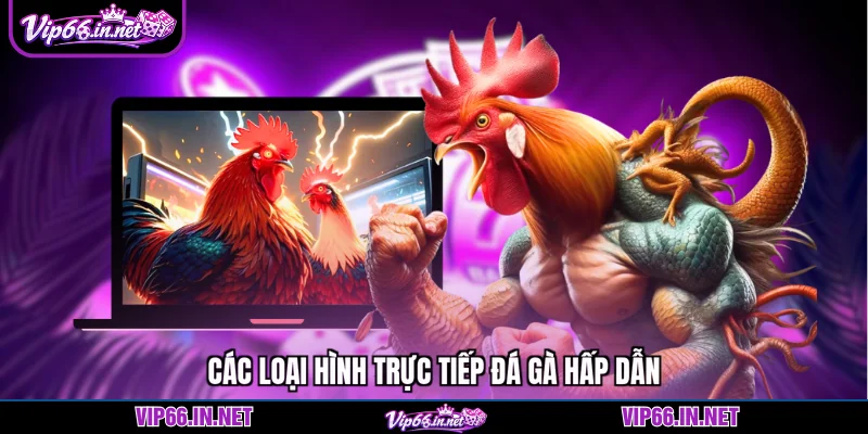 Các loại hình trực tiếp đá gà hấp dẫn