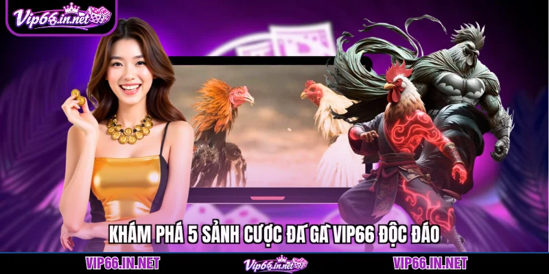 Khám phá 5 sảnh cược đá gà VIP66 độc đáo